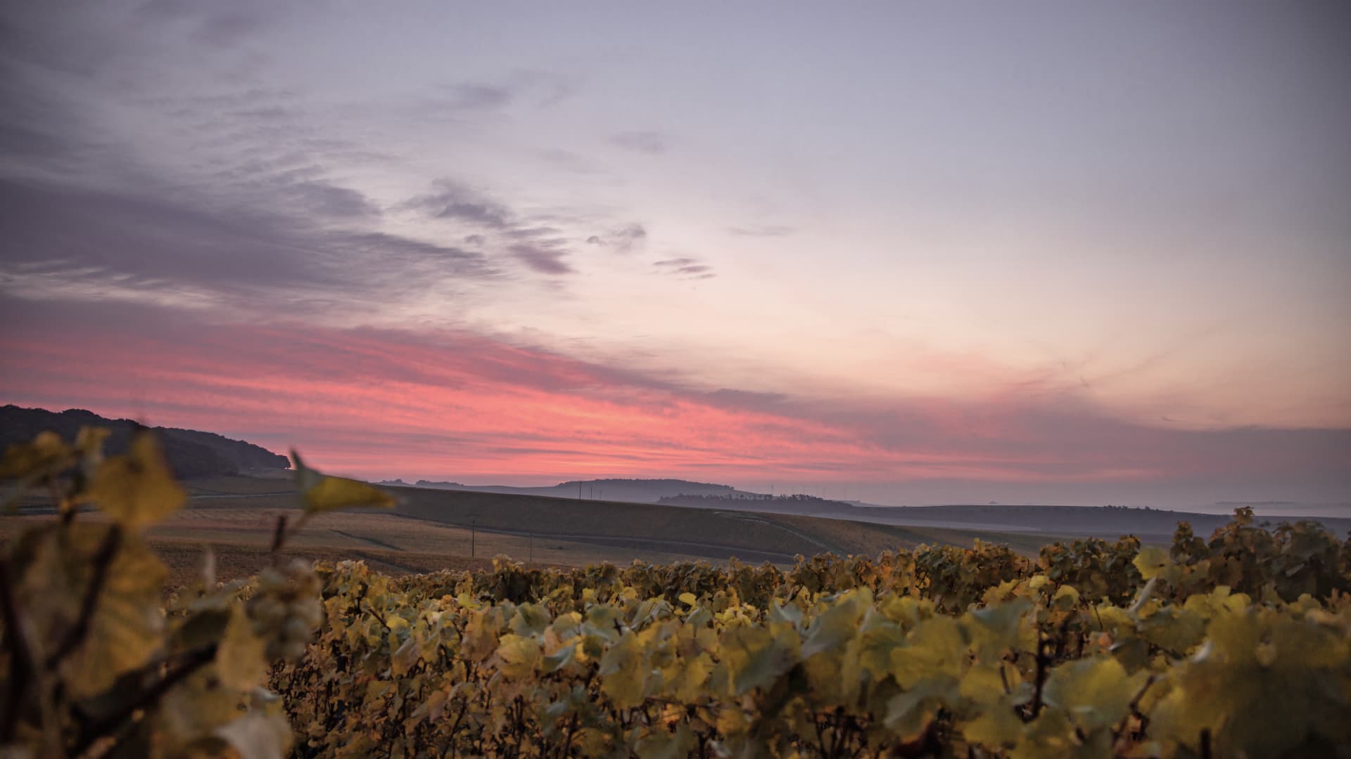 Old vines in morning mist at dawn